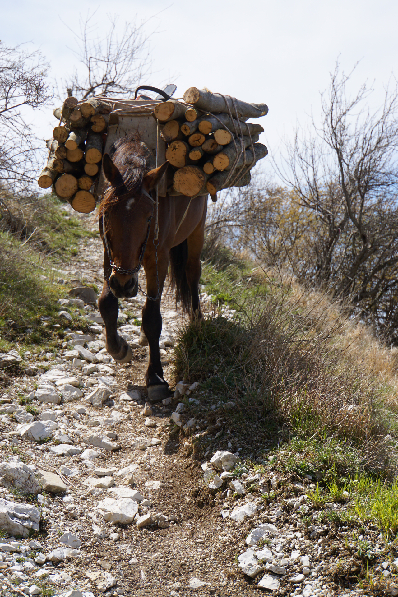 jpeg-optimizer_Mule transport de bois